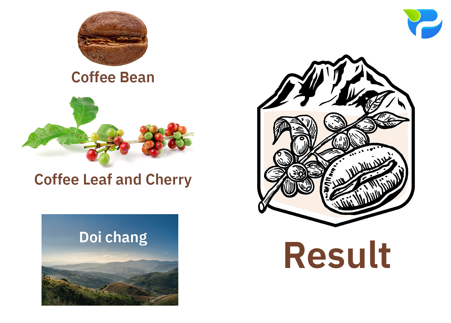 Phupha Coffee farm (ไร่กาแฟภูผา คานาอัน) 2